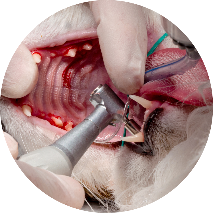 Dental 2 pic3of4