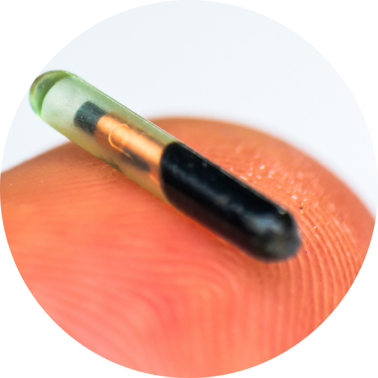 Microchipping 2 pic2of4