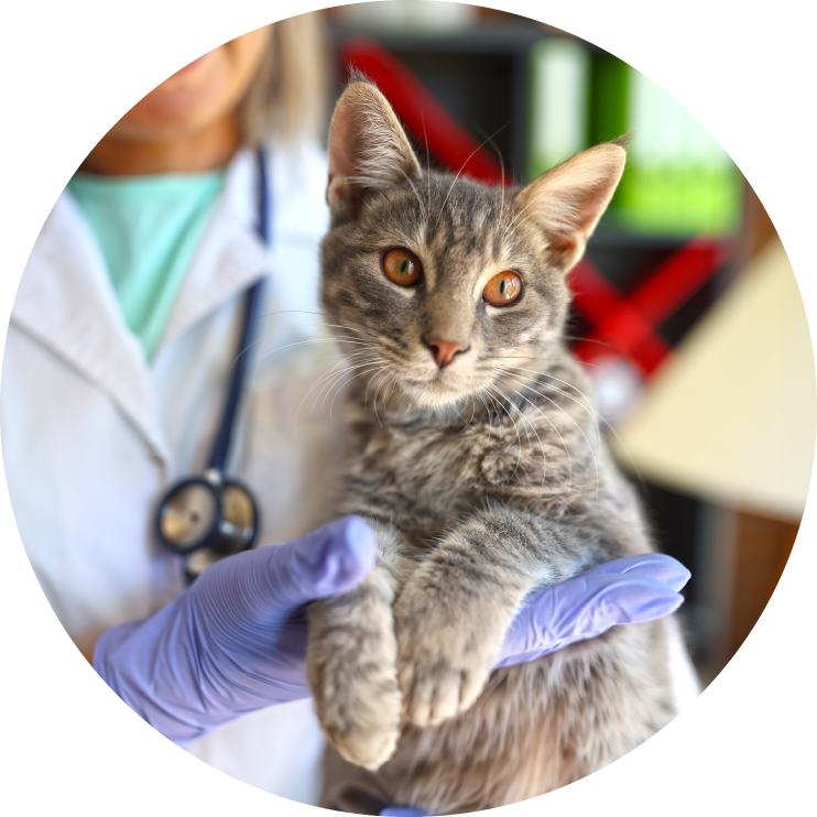 Spay Neuter 2 pic2of4