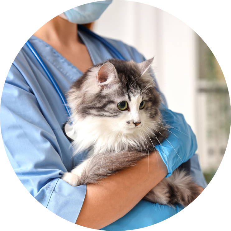 Spay Neuter 2 pic3of4