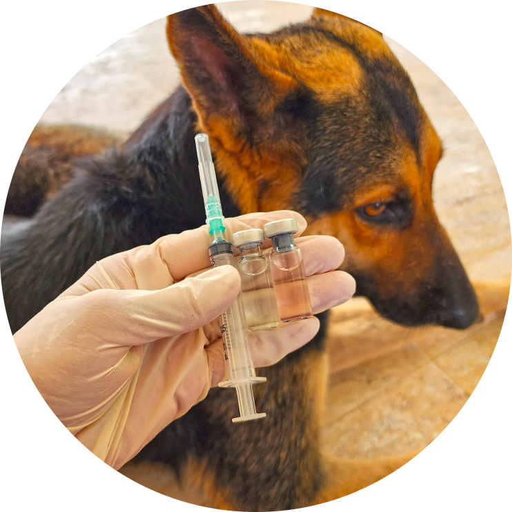 Vaccinations 2 pic2of4